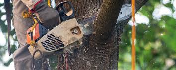 Best Lawn Pest Prevention  in Linntown, PA