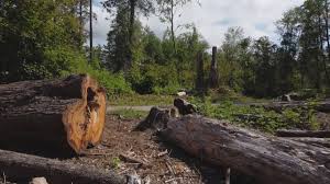 Best Hazardous Tree Removal  in Linntown, PA