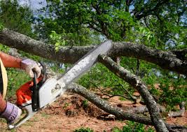 Best Emergency Tree Removal  in Linntown, PA