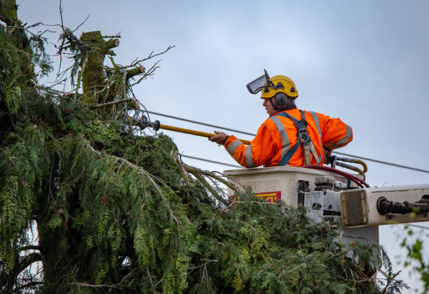  Linntown, PA Tree Care Pros