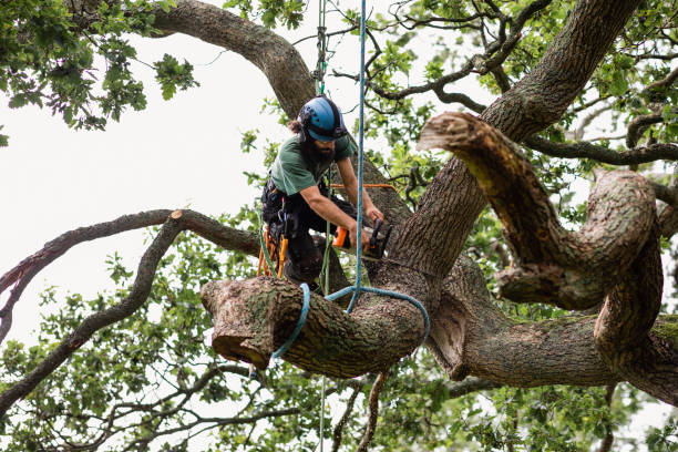 Best Commercial Tree Services  in Linntown, PA