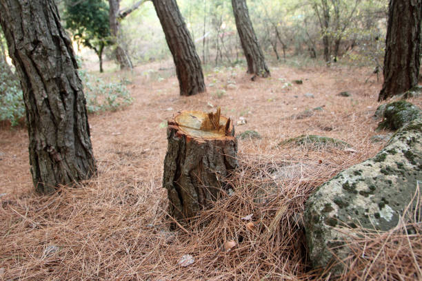 How Our Tree Care Process Works  in  Linntown, PA