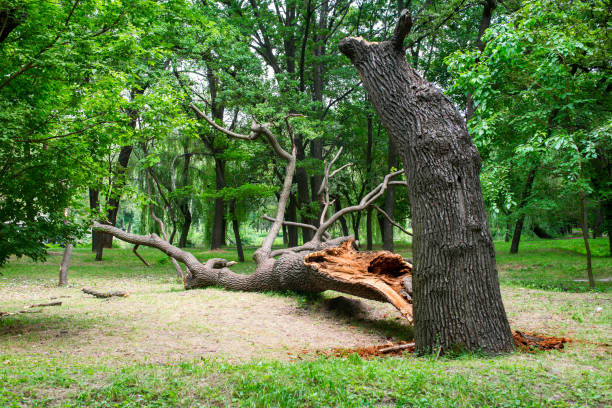Best Tree Preservation Services  in Linntown, PA