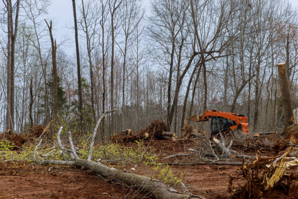 Best Lot and Land Clearing  in Linntown, PA