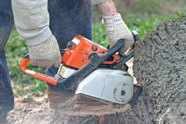 Best Root Management and Removal  in Linntown, PA