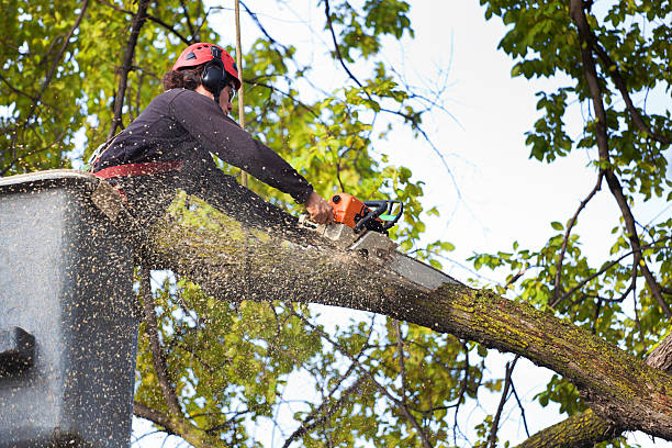 Best Hedge Trimming  in Linntown, PA