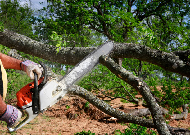 Professional Tree Care in Linntown, PA