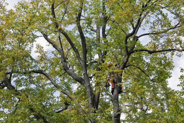 Best Tree Cabling and Bracing  in Linntown, PA